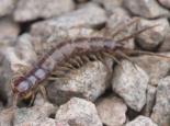 Common centipede - northeastwildlife.co.uk